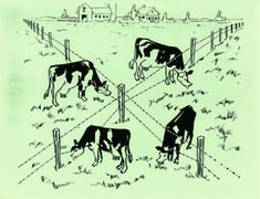 Illustration - 4 Cows