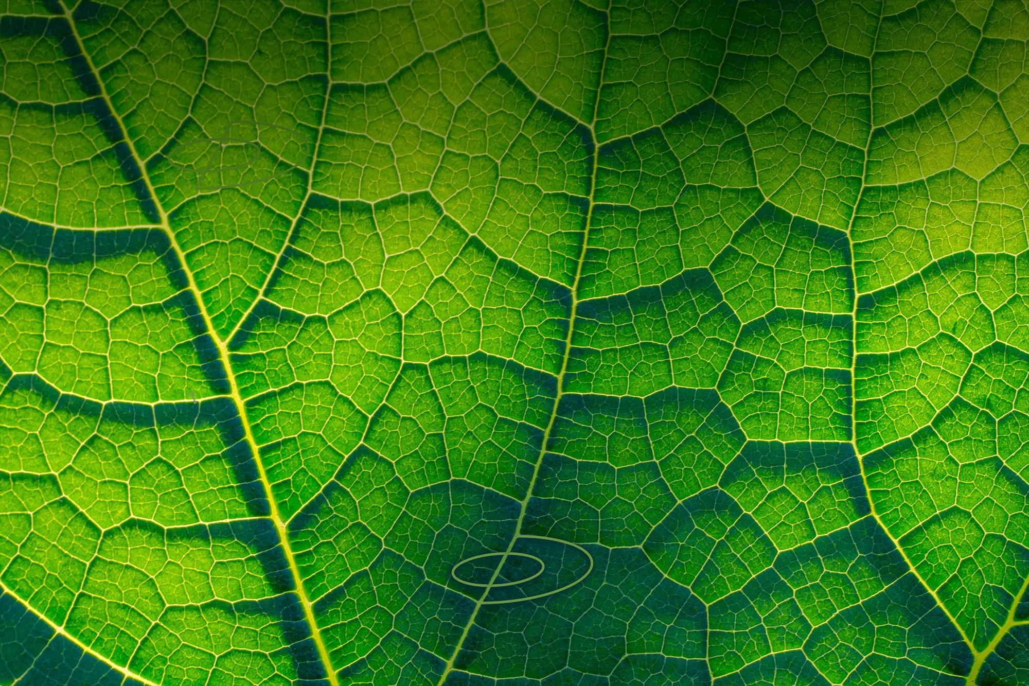 RR-Birthday-Hero-Template - Jan 2025 RR-Birthday-Hero-Template - Jan 2025