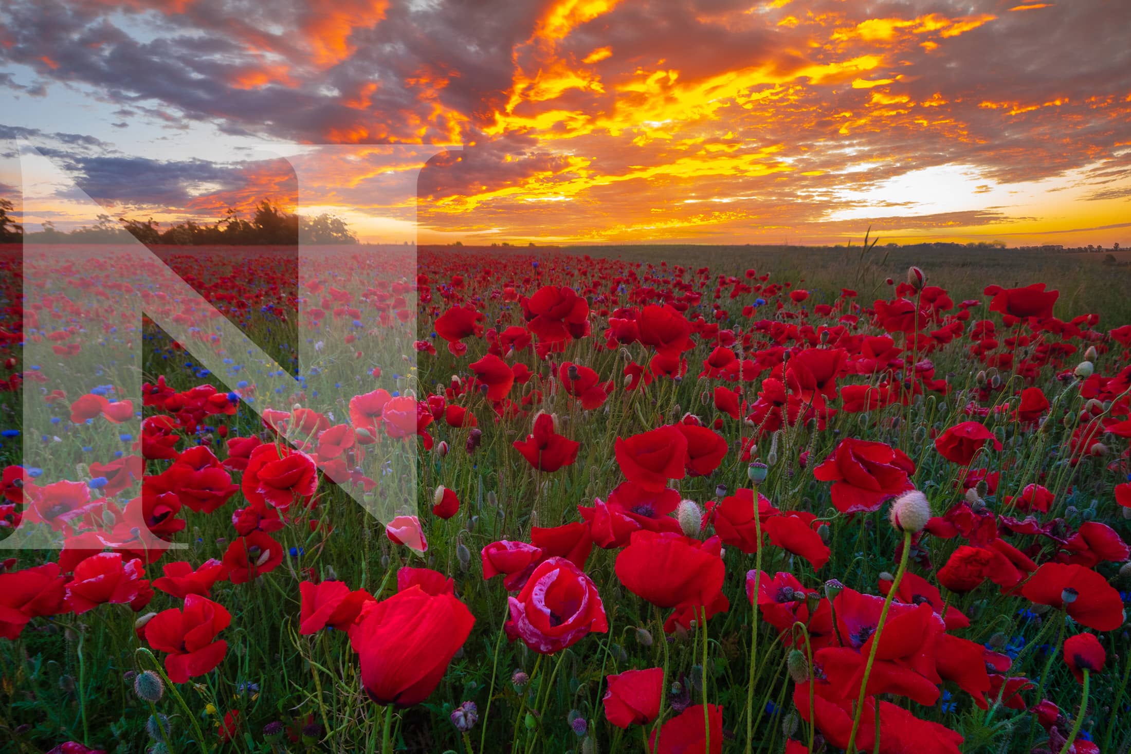 RR-Birthday-Hero-Template-Recovered-RR-May-Birthdays RR-Birthday-Hero-Template-Recovered-RR-May-Birthdays